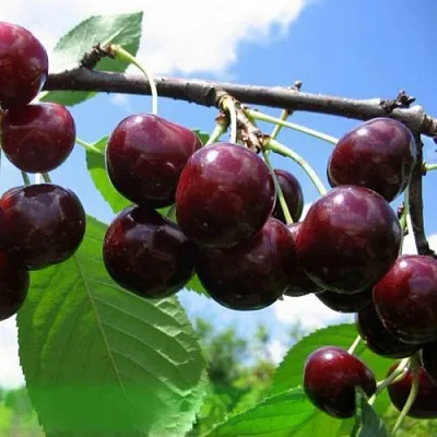 Дюк ЧУДО-ВИШНЯ  Дюк ЧУДО-ВИШНЯ в Череповце