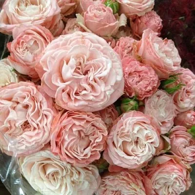 Саженцы роз МАДАМ БОМБАСТИК спрей  Саженцы роз МАДАМ БОМБАСТИК спрей в Череповце