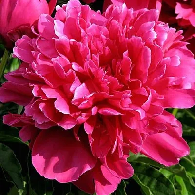 Пион ВИКТУАР ДЕ ЛА МАРН травянистый  Пион ВИКТУАР ДЕ ЛА МАРН травянистый в Череповце