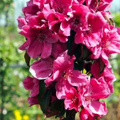 Яблоня МАЛИНОВОЕ ОЖЕРЕЛЬЕ колонновидная  Яблоня МАЛИНОВОЕ ОЖЕРЕЛЬЕ колонновидная в Череповце