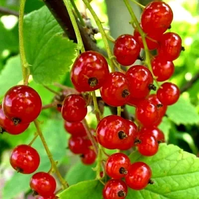 Смородина красная КОРАЛЛОВАЯ  Смородина красная КОРАЛЛОВАЯ в Череповце