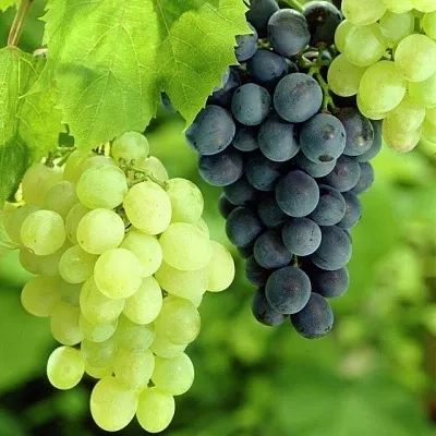 Столовый в Череповце