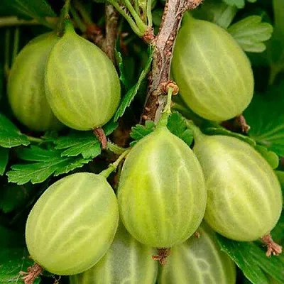 Крыжовник УРАЛЬСКИЙ ИЗУМРУД  Крыжовник УРАЛЬСКИЙ ИЗУМРУД в Череповце