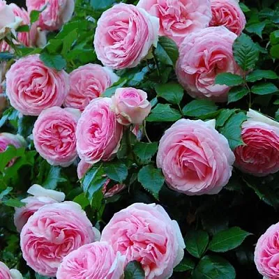 Саженцы роз ПЬЕР ДЕ РОНСАР плетистая  Саженцы роз ПЬЕР ДЕ РОНСАР плетистая в Череповце