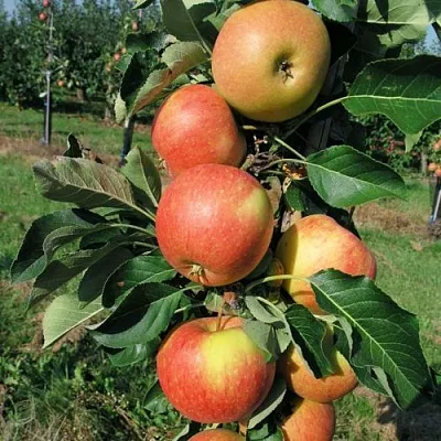 Яблоня ВОСТОРГ колонновидная  Яблоня ВОСТОРГ колонновидная в Череповце