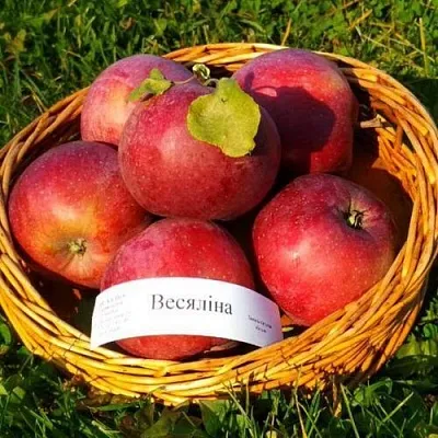 Яблоня ВЕСЯЛИНА  Яблоня ВЕСЯЛИНА в Череповце
