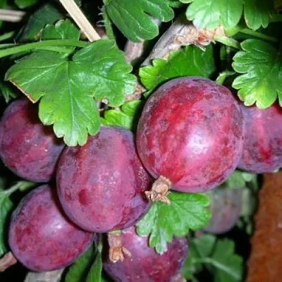 Крыжовник КОЛОБОК  Крыжовник КОЛОБОК в Череповце