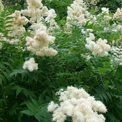 Рябинник рябинолистный  Рябинник рябинолистный в Череповце