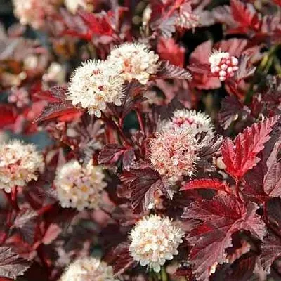 Пузыреплодник ЛЕДИ ИН РЕД  Пузыреплодник ЛЕДИ ИН РЕД в Череповце