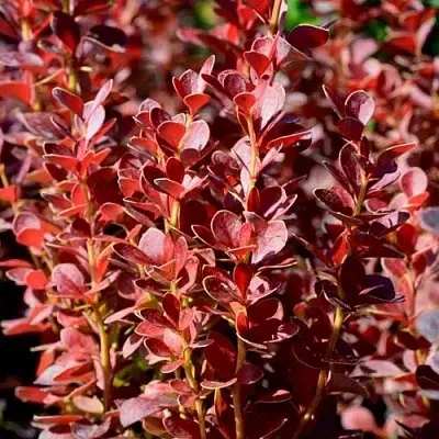 Барбарис ВУЛКАНО тунберга в Череповце