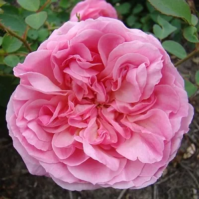 Саженцы роз ХАЙДИ ХОЛЛ английская  Саженцы роз ХАЙДИ ХОЛЛ английская в Череповце