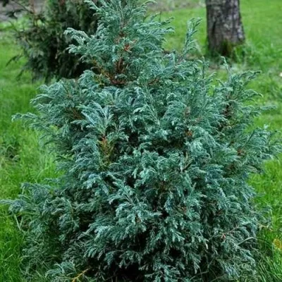 Кипарисовик БЕБИ БЛЮ горохоплодный — описание сорта Кипарисовик БЕБИ БЛЮ горохоплодный в Череповце