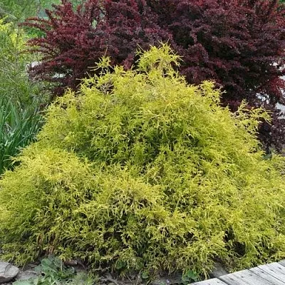 Кипарисовик ГОЛДЕН МОП горохоплодный  Кипарисовик ГОЛДЕН МОП горохоплодный в Череповце