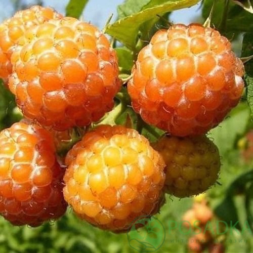 Малина КУМБЕРЛЕНД желтая в Череповце