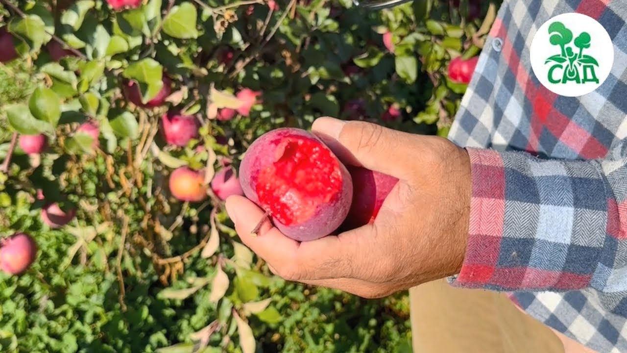 Превью видео