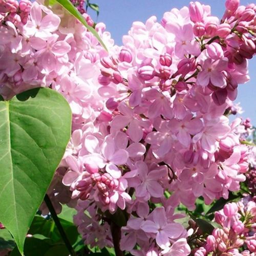 Сирень АДЕЛИНА в Череповце