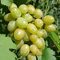 Виноград в Череповце