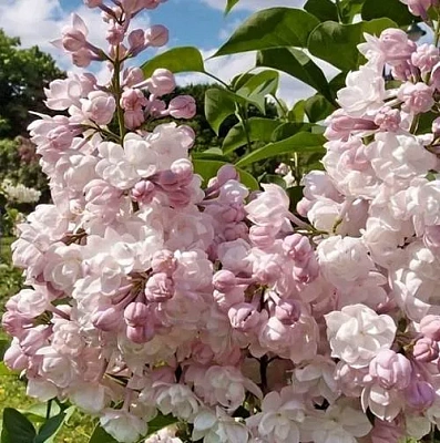 Сирень КРАСАВИЦА МОСКВЫ (привитая) в Череповце