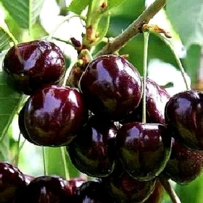 Черешня ДОНЕЦКИЙ УГОЛЁК в Череповце