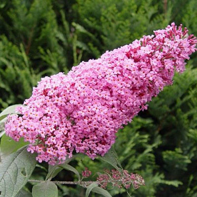 Буддлея давида ПИНК ДЕЛАЙТ в Череповце