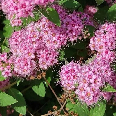 Принцесс в Череповце