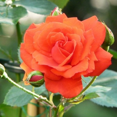 Роза АНЖЕЛИКА чайно-гибридная  в Череповце