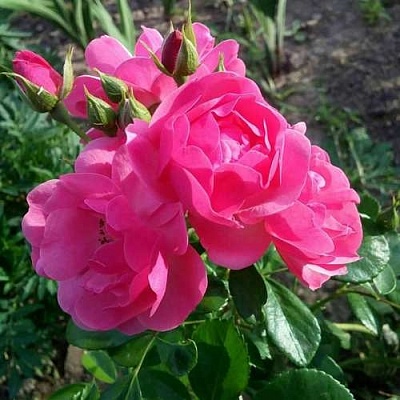 Роза АНГЕЛА флорибунда в Череповце