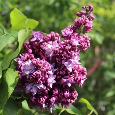 Сирень МАРШАЛ МАЛИНОВСКИЙ в Череповце
