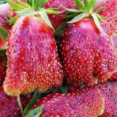Клубника КУПЧИХА в Череповце