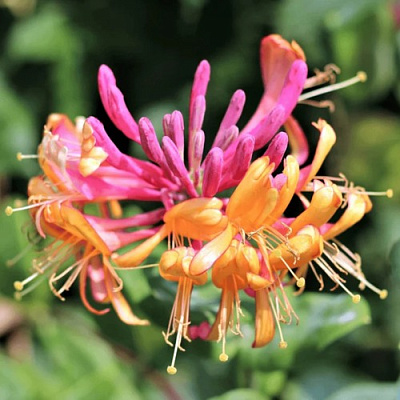 Жимолость ГЕКРОТА в Череповце