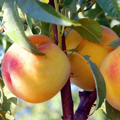 Персики в Череповце