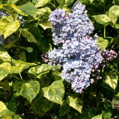 Сирень АУКУБАФОЛИЯ в Череповце