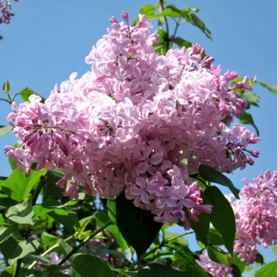 Сирень БУФФОН в Череповце