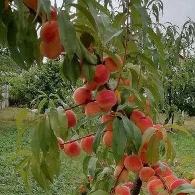 Персик ВУЛКАН в Череповце