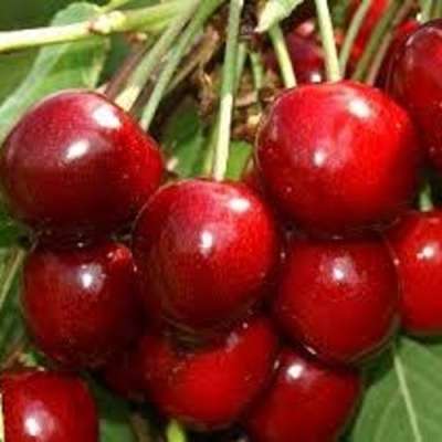 Черешня МИНЧАНКА в Череповце