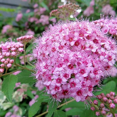 Розовая в Череповце