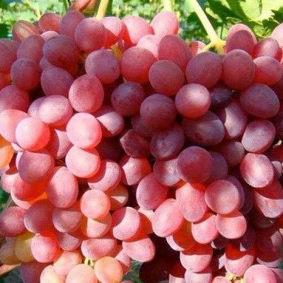 Виноград КИШМИШ КРАСНЫЙ в Череповце