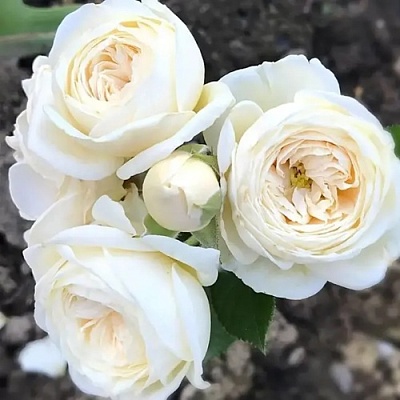 Роза АРТЕМИС шраб в Череповце