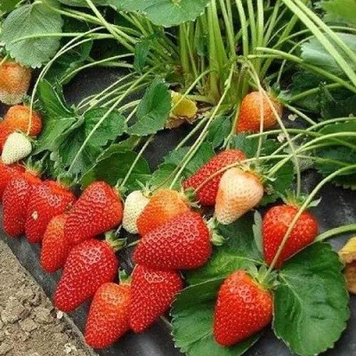 Клубника РОКСАНА в Череповце