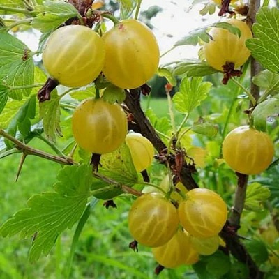 Крыжовник АЛТАЙСКИЙ в Череповце