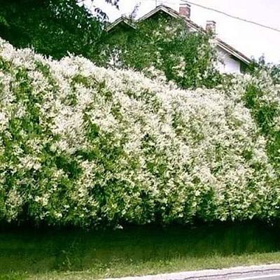 Фаллопия в Череповце