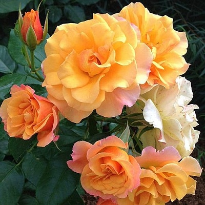Роза ТЕКИЛА флорибунда  в Череповце