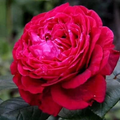 Роза 4 ВЕТРОВ флорибунда  в Череповце