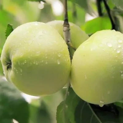 Саженцы яблони оптом в Череповце