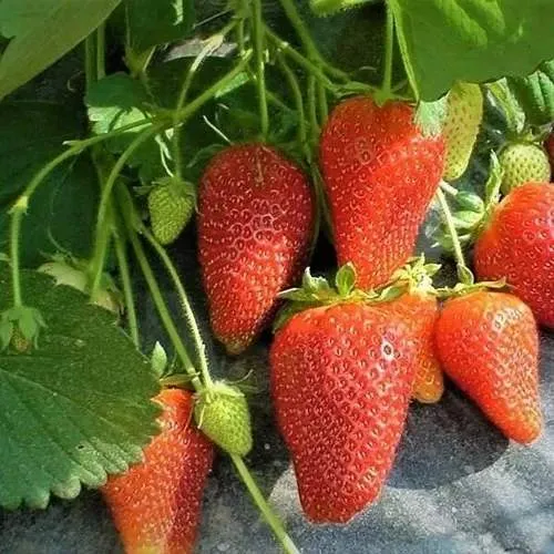 Клубника РОКСАНА в Череповце