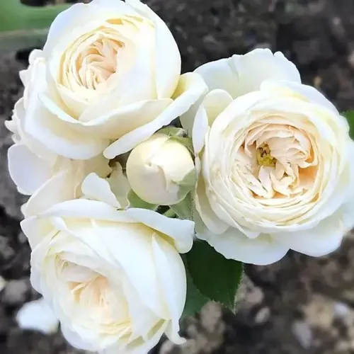 Роза АРТЕМИС шраб в Череповце