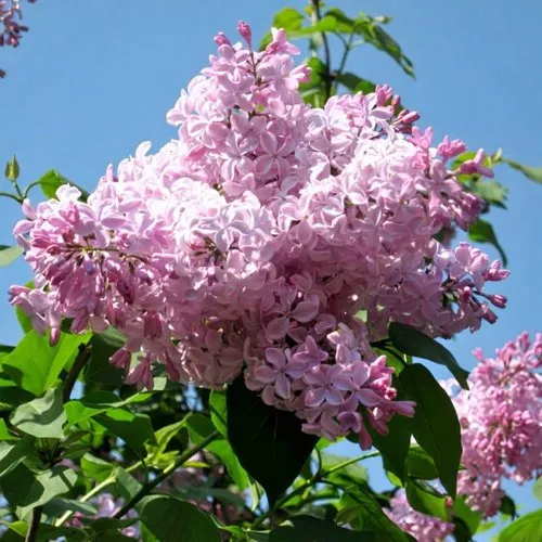 Сирень БУФФОН в Череповце